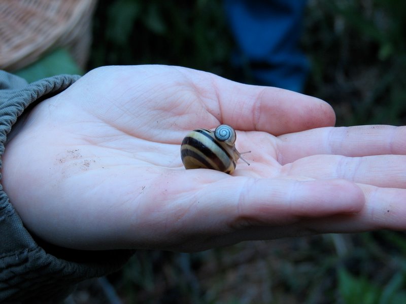 2009 Marais de la Voise 17